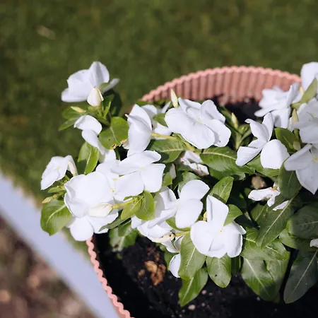 La Mimosa * El Espinar