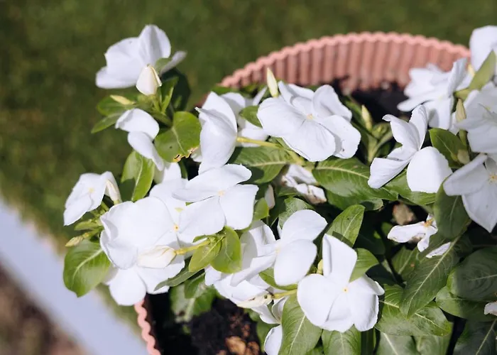 La Mimosa * 엘에스피나르